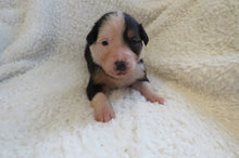 Female Tricolor Poppy Rolly Puppy (Purple Collar)