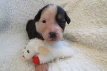 Female Tricolor Poppy Rolly Puppy (Purple Collar)