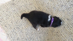 Female Tricolor Coco Rolly Puppy (Purple Collar)