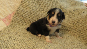 Female Tricolor Coco Rolly Puppy (Purple Collar)