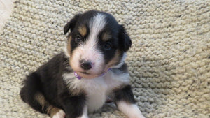 Female Tricolor Coco Rolly Puppy (Purple Collar)