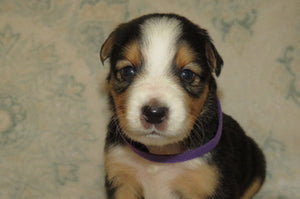 Female Tri-Color Poppy Rolly Puppy (Purple Collar)