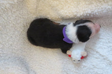 Female Tricolor Poppy Rolly Puppy (Purple Collar)
