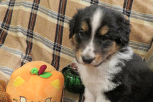 Female Tri-Color Pumpkin Rolly Puppy (Purple Collar)
