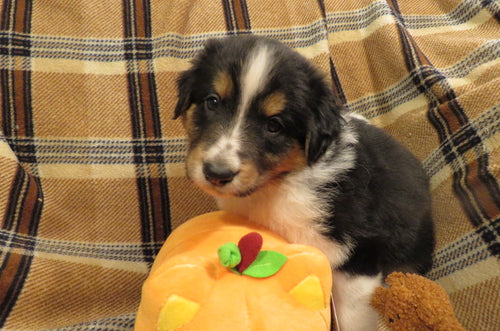 Female Tri-Color Pumpkin Rolly Puppy (Purple Collar)