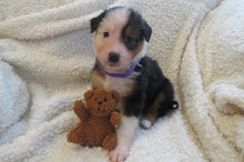Female Tricolor Poppy Rolly Puppy (Purple Collar)