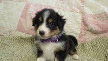 Female Tricolor Coco Rolly Puppy (Purple Collar)