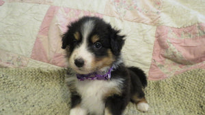 Female Tricolor Coco Rolly Puppy (Purple Collar)