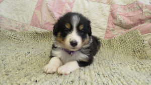 Female Tricolor Coco Rolly Puppy (Purple Collar)