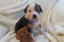 Female Tricolor Poppy Rolly Puppy (Purple Collar)