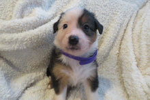 Female Tricolor Poppy Rolly Puppy (Purple Collar)