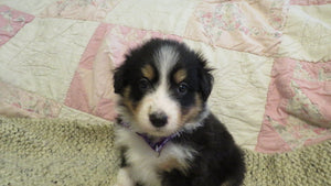 Female Tricolor Coco Rolly Puppy (Purple Collar)