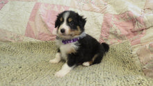 Female Tricolor Coco Rolly Puppy (Purple Collar)