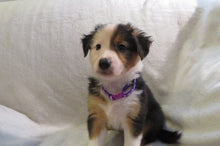 Female Tricolor Poppy Rolly Puppy (Purple Collar)