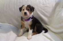 Female Tricolor Poppy Rolly Puppy (Purple Collar)