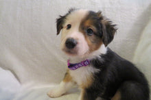 Female Tricolor Poppy Rolly Puppy (Purple Collar)
