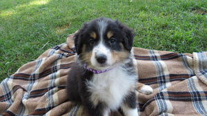 Female Tricolor Coco Rolly Puppy (Purple Collar)