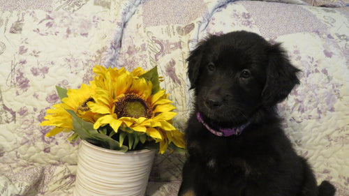 Female Black and White Dixie Rolly Puppy (Purple Collar)