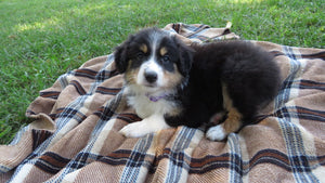 Female Tricolor Coco Rolly Puppy (Purple Collar)