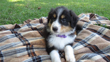 Female Tricolor Coco Rolly Puppy (Purple Collar)