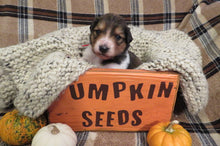 Female Sable Pumpkin Rolly Puppy (Red Collar)