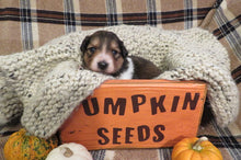 Female Sable Pumpkin Rolly Puppy (Red Collar)