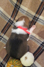 Female Sable Pumpkin Rolly Puppy (Red Collar)