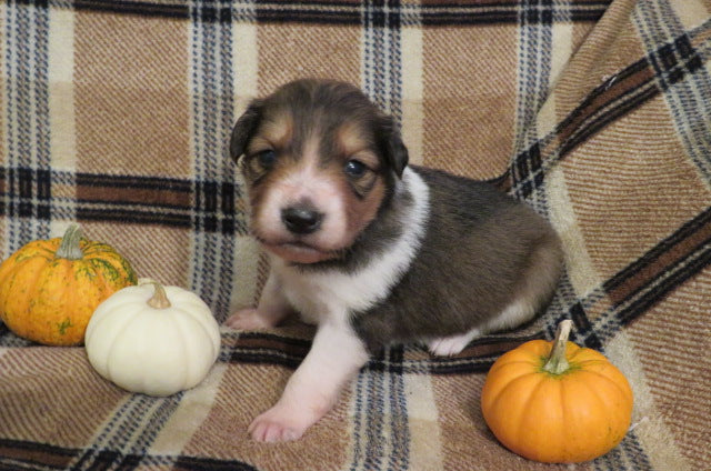 Female Sable Pumpkin Rolly Puppy (Red Collar)