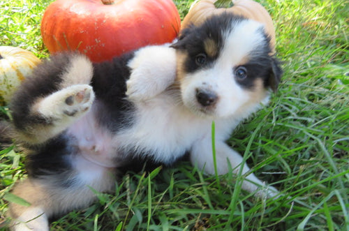 Male Tri-Color Pumpkin Rolly Puppy (Red Collar)