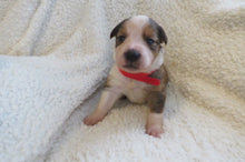 Male Sable Poppy Rolly Puppy (Red Collar)