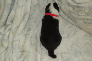 Male Tri-Color Pumpkin Rolly Puppy (Red Collar)