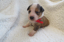 Male Sable Poppy Rolly Puppy (Red Collar)