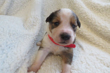 Male Sable Poppy Rolly Puppy (Red Collar)