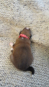 Male Sable Coco Rolly Puppy (Red Collar)