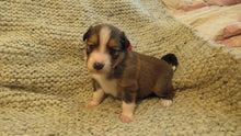 Male Sable Coco Rolly Puppy (Red Collar)