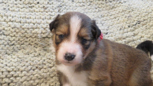 Male Sable Coco Rolly Puppy (Red Collar)