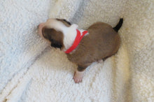 Male Sable Poppy Rolly Puppy (Red Collar)