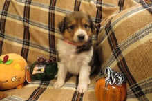 Female Sable Pumpkin Rolly Puppy (Red Collar)