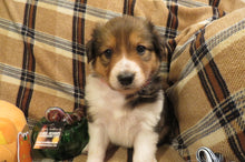 Female Sable Pumpkin Rolly Puppy (Red Collar)