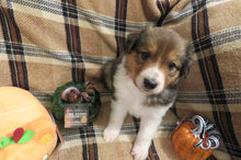 Female Sable Pumpkin Rolly Puppy (Red Collar)