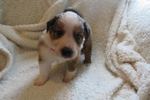 Male Sable Poppy Rolly Puppy (Red Collar)