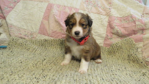 Male Sable Coco Rolly Puppy (Red Collar)