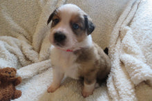 Male Sable Poppy Rolly Puppy (Red Collar)