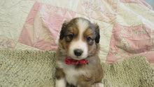 Male Sable Coco Rolly Puppy (Red Collar)