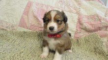 Male Sable Coco Rolly Puppy (Red Collar)