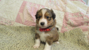 Male Sable Coco Rolly Puppy (Red Collar)