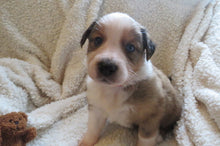 Male Sable Poppy Rolly Puppy (Red Collar)