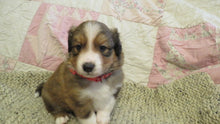 Male Sable Coco Rolly Puppy (Red Collar)