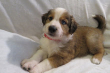 Male Sable Poppy Rolly Puppy (Red Collar)
