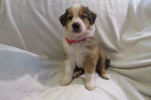 Male Sable Poppy Rolly Puppy (Red Collar)